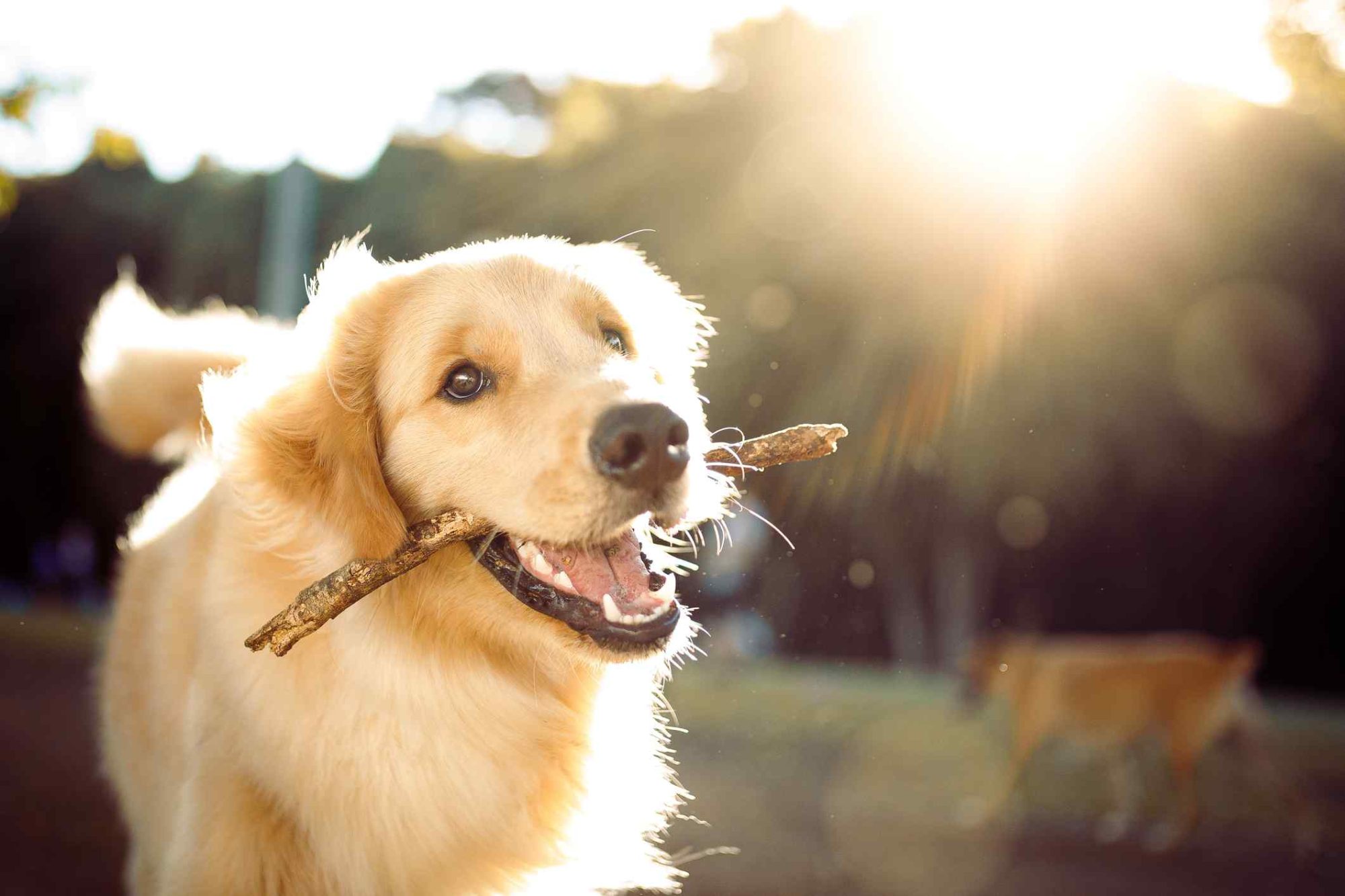 Ways To Celebrate Your Canine