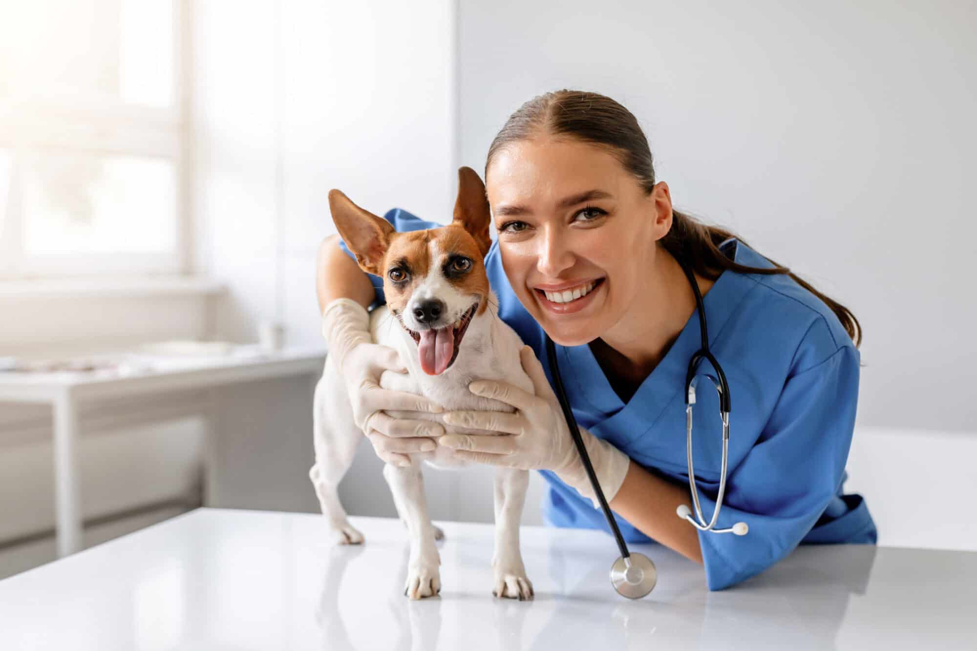 Preventive Care for Chesapeake Pets: The Importance of Annual Wellness Exams