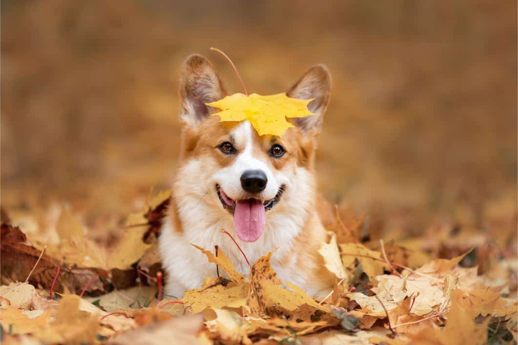 Fall Pet Safety Tips: Ensuring Your Pet’s Safety Around Common Autumn Hazards