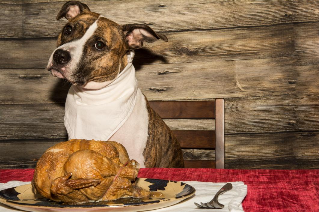 Preparing Pets for Thanksgiving: Tips for a Safe and Stress-Free Holiday 