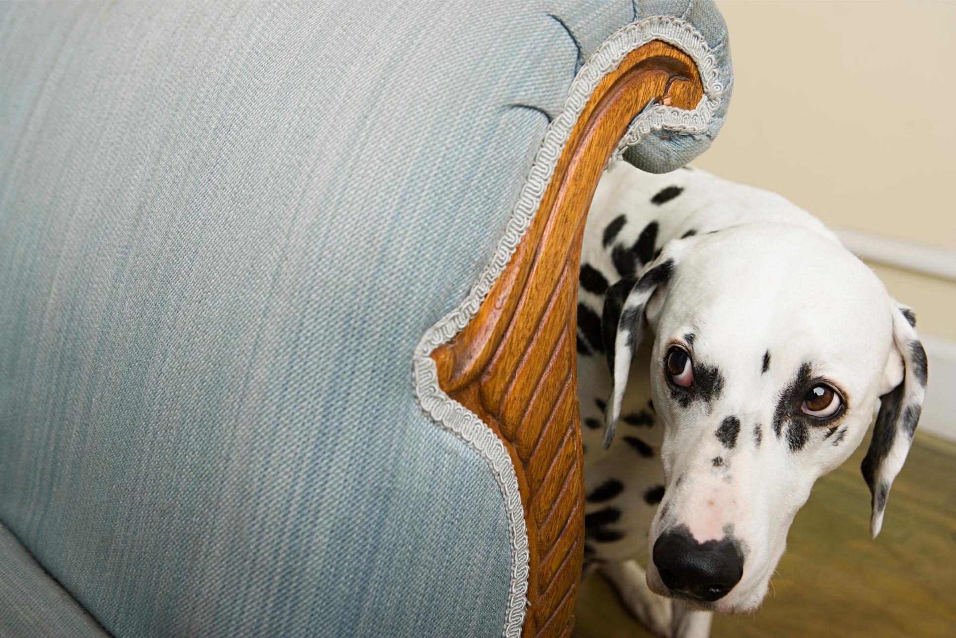 Understanding Pet Anxiety: Tips for a Stress-Free New Year