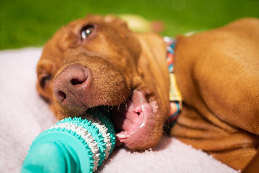 Pet Dental Health Month: Why Dental Care is Essential for Your Pet’s Overall Health