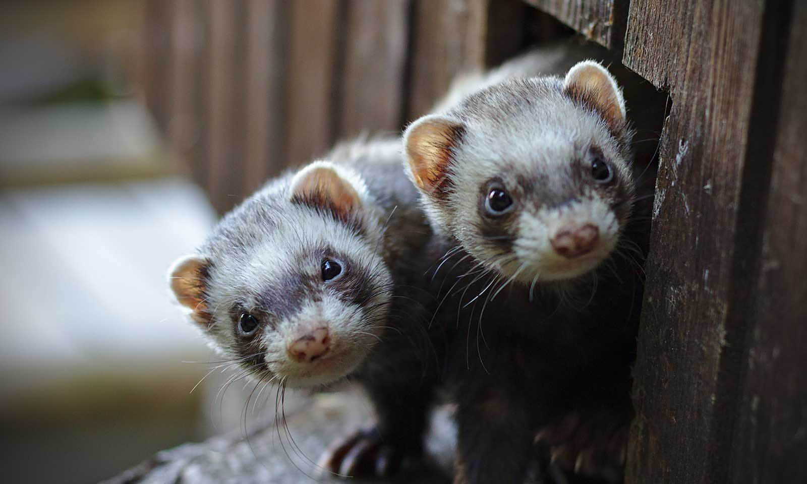 Two ferrets