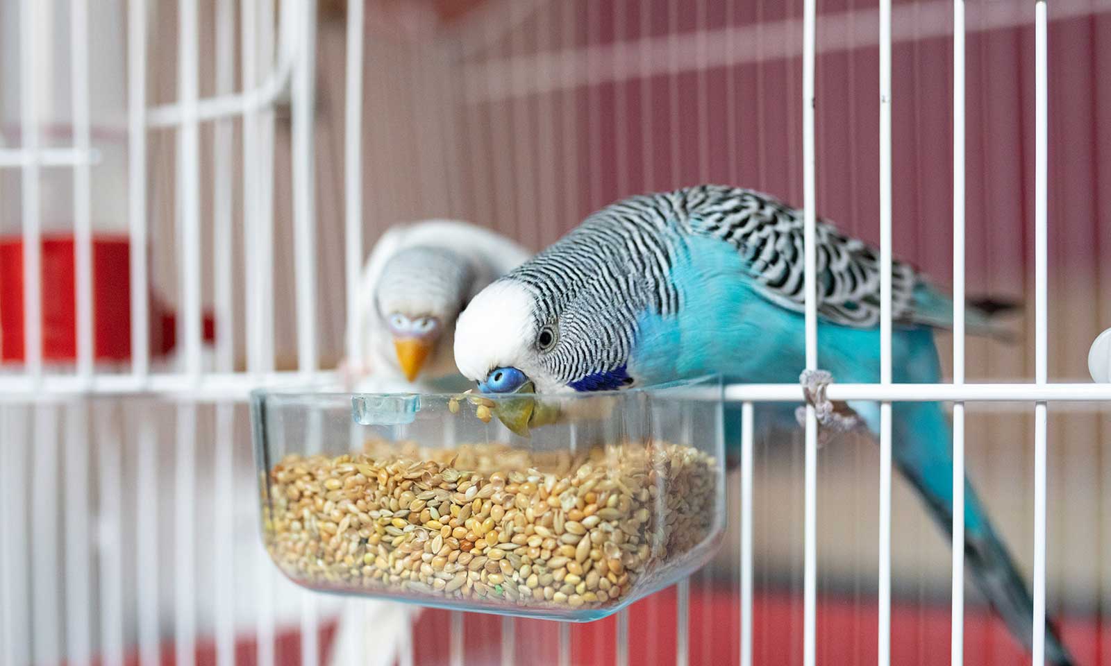 Parakeets eating food