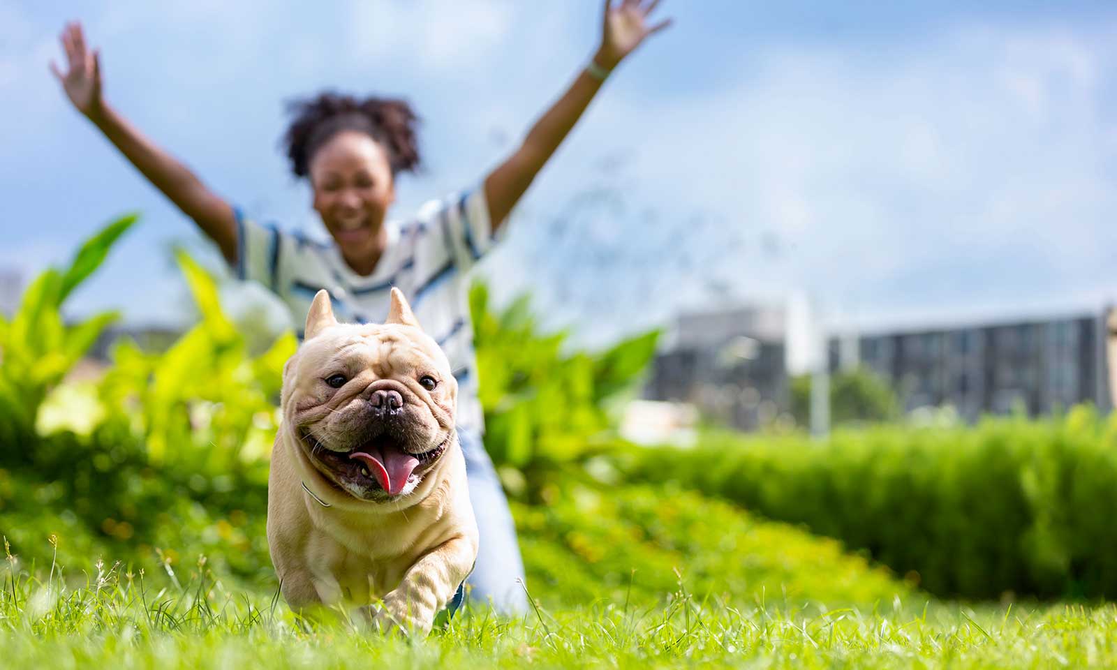 A running dog in the park