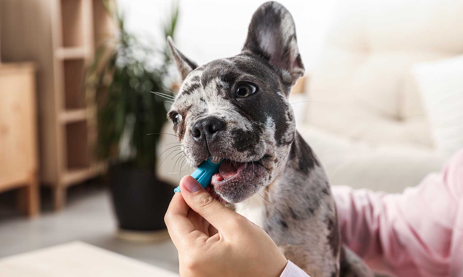 A puppy having teeth brushed