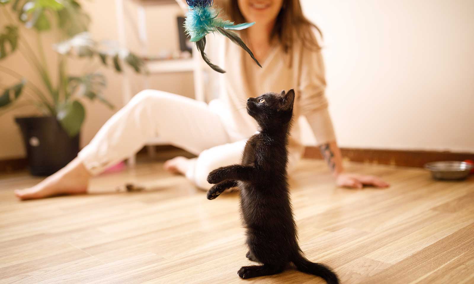 A kitten playing with a feather toy