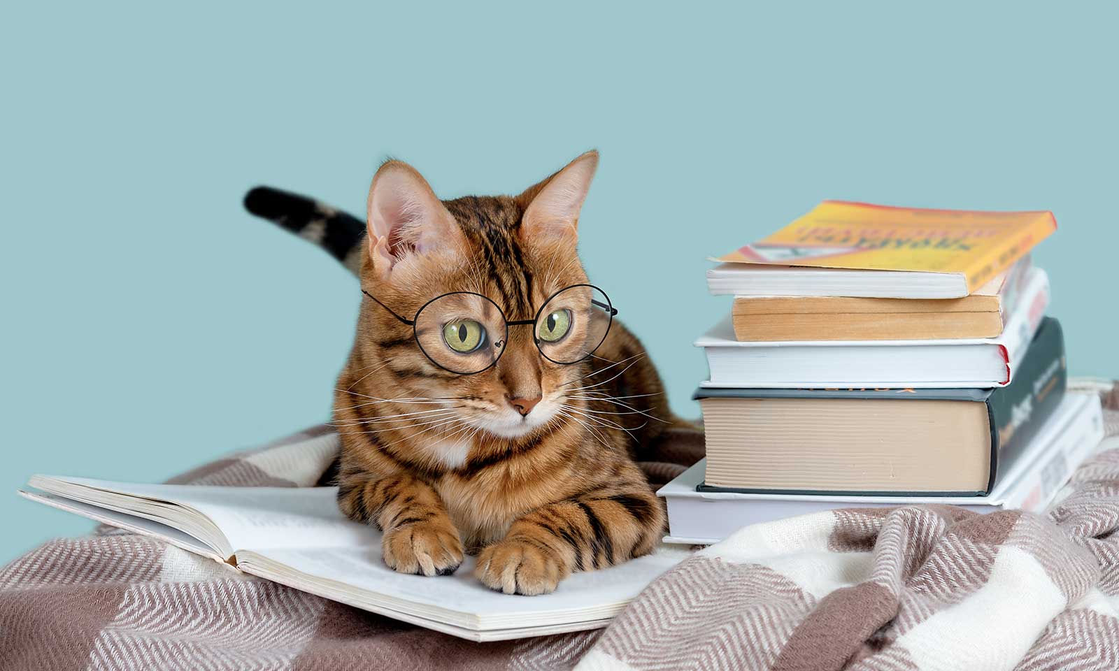 A cat on books