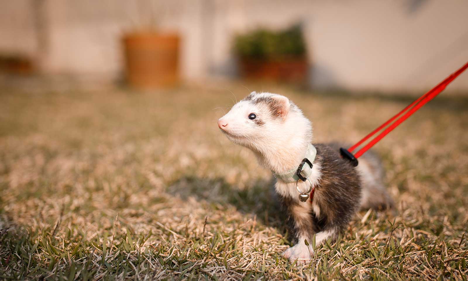 A ferret on a leash