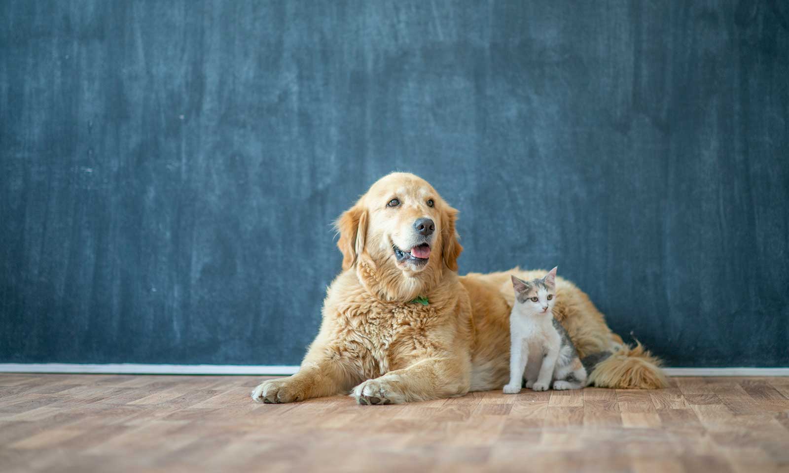 A dog and cat