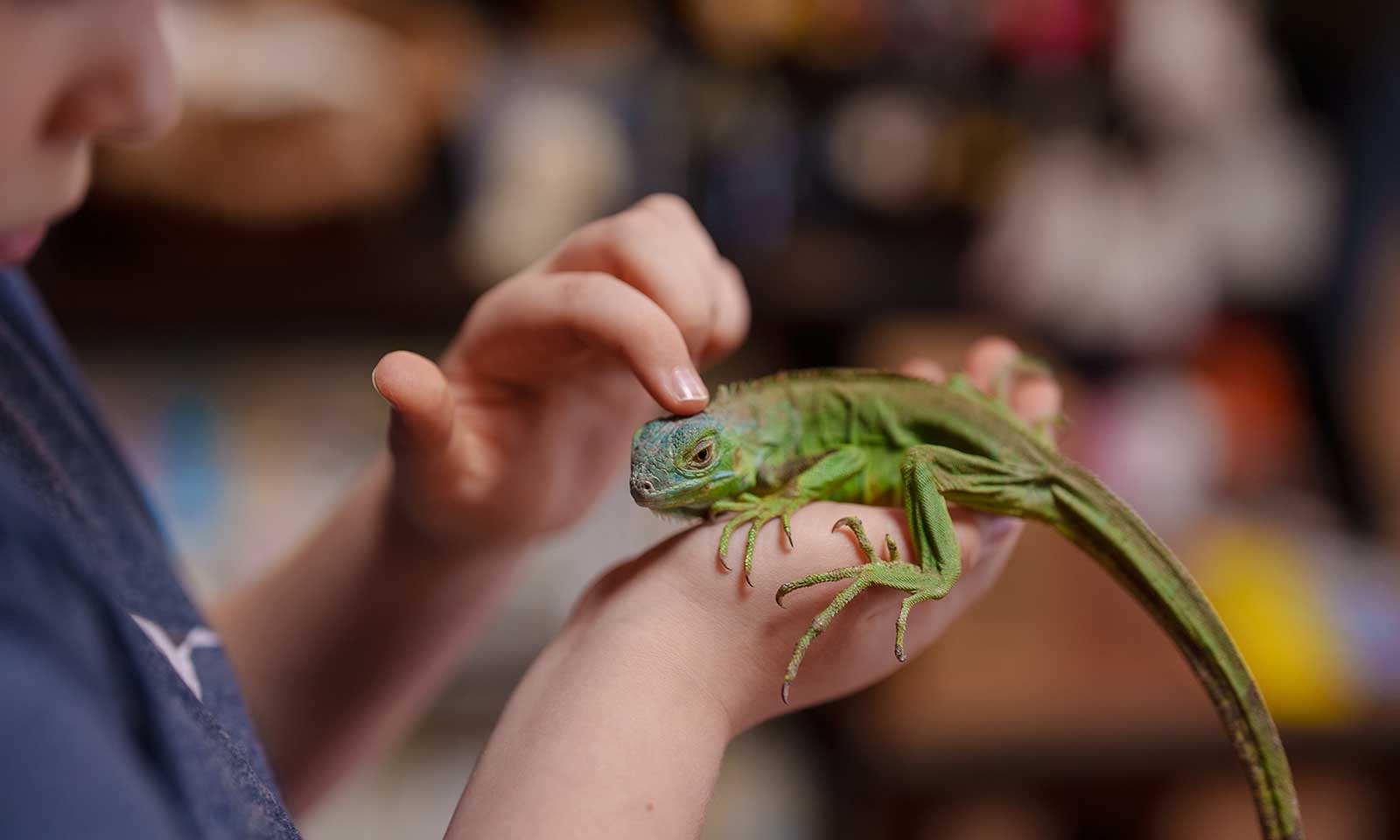 A reptile pet being stroked