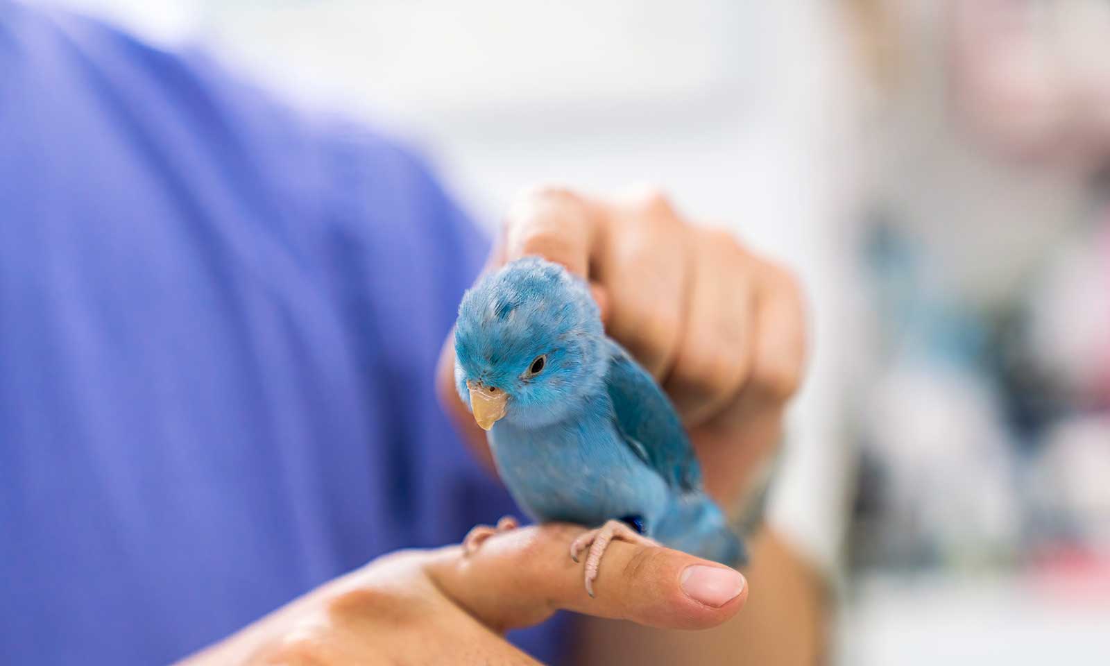 A blue pet bird