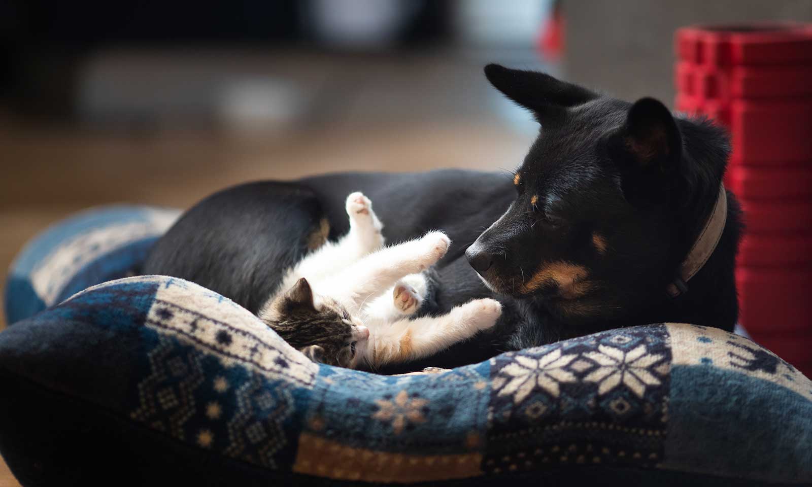 A dog and cat cuddling