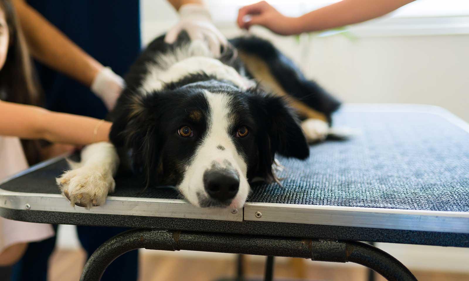 A dog being prepped for surgery