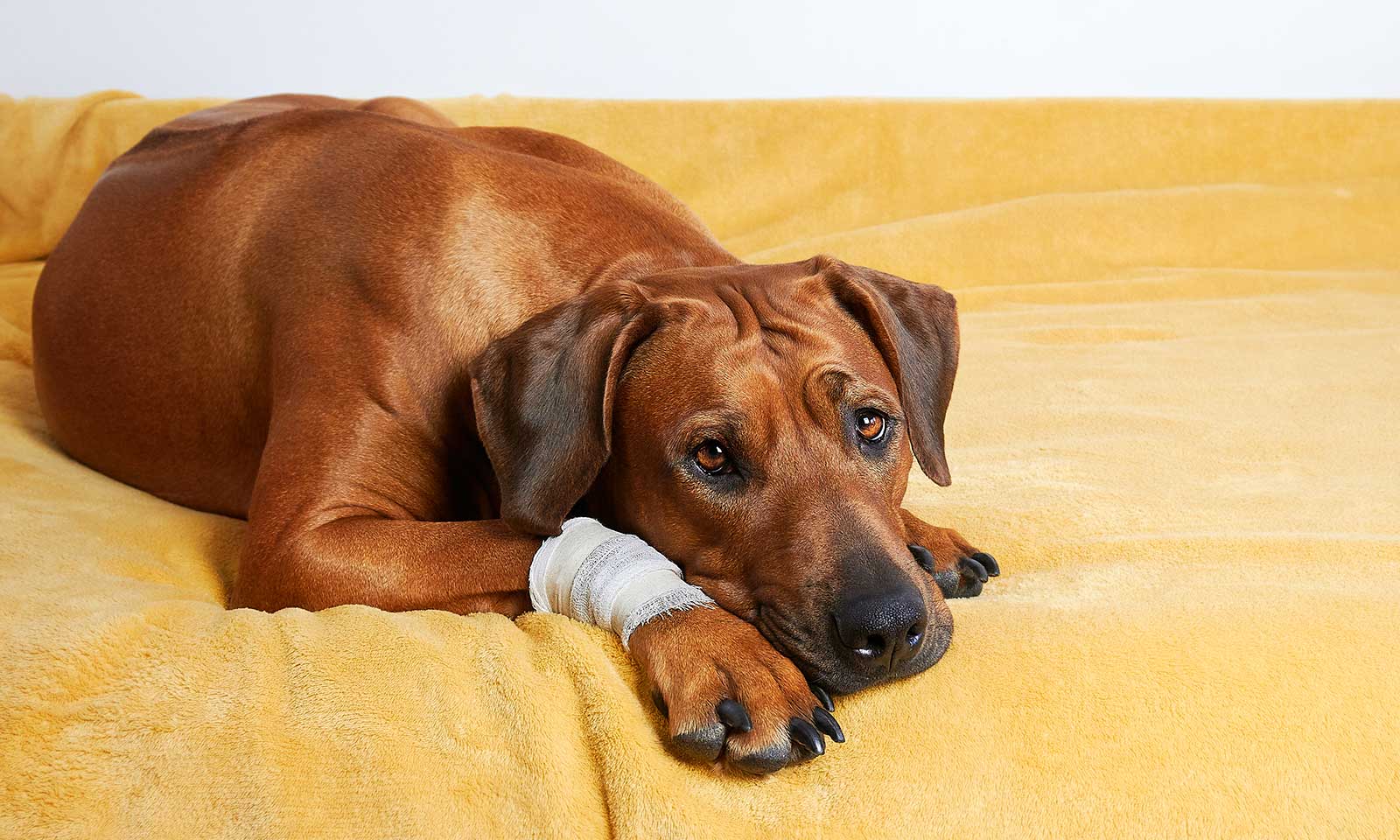 A dog after being treated for an injury